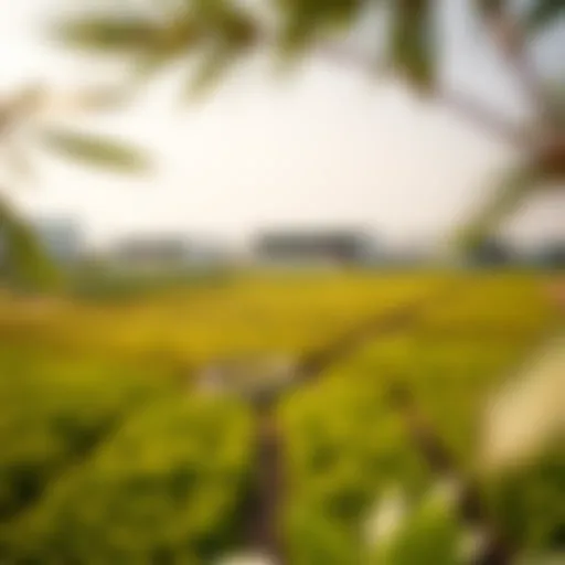 Aerial view of agricultural land in Dubai showcasing modern farming techniques