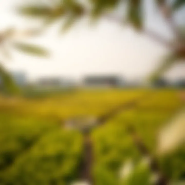 Aerial view of agricultural land in Dubai showcasing modern farming techniques